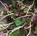 來看看折耳根？魚腥草？這些外地人不太敢嘗試的四川火鍋里食材