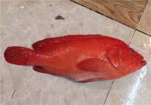 紅玫瑰很常見，可紅玫瑰魚你有見過嗎【重慶火鍋底料批發(fā)】