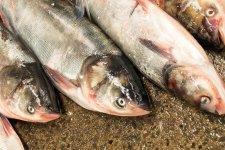 淡水魚價格“漲勢洶洶”怎么看？未來，價格走勢如何
